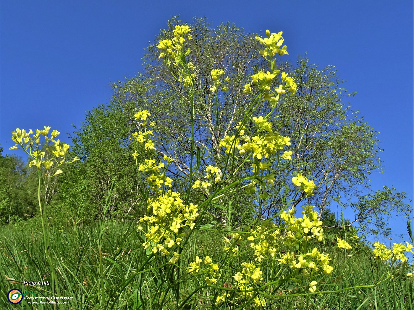 17 Biscutella laevigata (Biscutella montanina) salendo in Corna Bianca.JPG